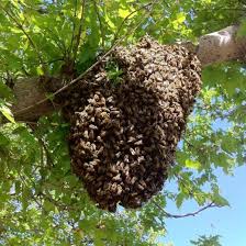 Who will remove bees for free. Free Honeybee Swarm Rescue And Removal Non Profit Kentuckiana Beekeepers Association