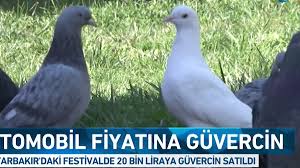 Bu Guvercinlerin Fiyati Bir Otomobil Kadar Ntv