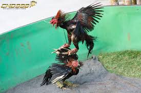 Pin On Cmd398 Sabung Ayam Online Sv388