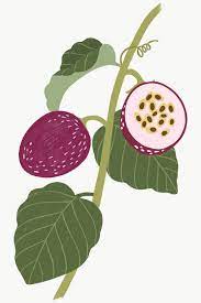 Hand Drawn Passion Fruit Design Resource Transparent Png Premium Image By Rawpixel Com Noon Fruit Design How To Draw Hands Pomegranate Design