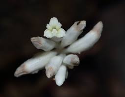 Image result for Burmannia