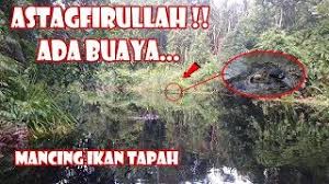 Atau peminat ikan air tawar ? Mancing Ikan Tapah Di Sungai Berbuaya Menggunakan Umpan Cacing Tanah 65 Youtube