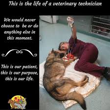 A commercial product i'm yunity® for dogs is available today. 270 Vet Tech Ideas Vet Tech Vet Tech Humor Veterinary Humor