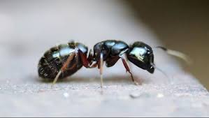 Lada dan cabai memiliki aroma yang sangat mencolok. 10 Cara Ampuh Usir Semut Dari Rumah