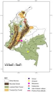 Image result for Synsepalum passargei
