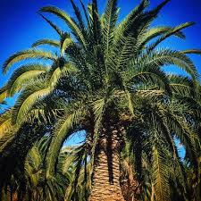 Image result for Phoenix canariensis