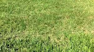 Check spelling or type a new query. Florida Lawn Care Bahia Vs Common Bermuda Vs St Augustine Grass Youtube