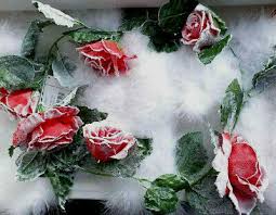 And these clusters from mid to late spring appear with velvety, changing red hues you'll love. 110cm Snow Flocked Red Rose Christmas Tree Garland Flower Decoration 6 Roses Ebay