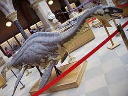 Loch ness canavarı, ya da daha samimi olanların taktığı ismiyle nessie, 1900lerin ilk yarısından itibaren yaşadığı iddia edilen ve i̇skoçya'daki loch ness gölünde yaşadığı söylenen dinozor benzeri. Loch Ness Canavari Vikipedi