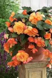 Image result for Begonia iucunda