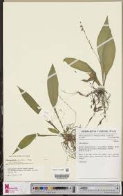 Image result for Chlorophytum sparsiflorum