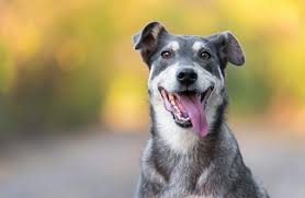 Wie haben sich gehälter im jahr 2018 verändert? Hundehaltung Hund Welpen Adoptieren Zooplus Hundemagazin