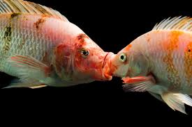 Is My Pregnant Guppie Fish About To Give Birth? - Quora