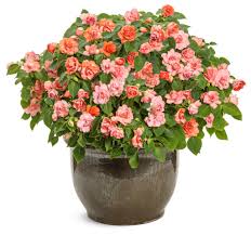 Image result for Impatiens wallerana