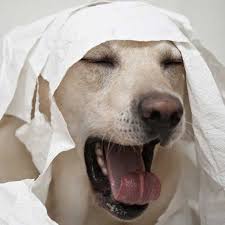 It's fun, it's yours, and best of all, it's free. Veterinarian Near 40207 East Louisville Animal Hospital