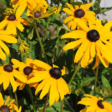 Image result for Rudbeckia hirta