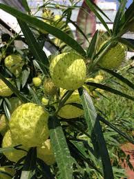 Pin On Mygardenanswers