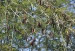 Image result for Acacia welwitschii