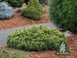 Mugo — in the east and south of the range (southern & eastern alps, balkan cultivars with seasonal changes in foliage color include pinus mugo 'wintergold' and pinus mugo. Trudwarf Mugo Pines Iseli Nursery