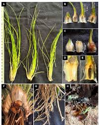 Image result for Isoetes schweinfurthii