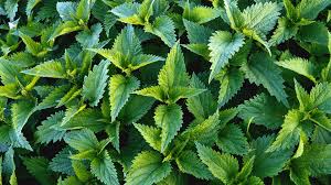 Are efect relaxant și conține multe minerale și vitamine, dar mai ales fier (un nutrient necesar organismului). Urzica Urtica Dioica Urtica Urens Plante Medicinale