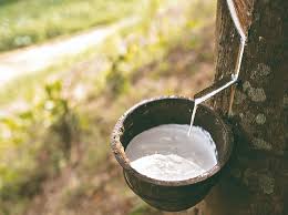 Soyez le premier à évaluer ce produit. Lettre De Shila La Culture Des Heveas Arbres Qui Pleurent Autour De Moi Produisant Le Caoutchouc Les Maisons Des Enfants De La Cote D Opale