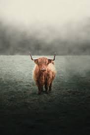 Highland these cows have such a distinctive coat to assist with cold tolerance. 100 Highland Cow Pictures Download Free Images On Unsplash