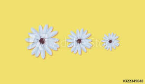 Maybe you would like to learn more about one of these? Daisy Flowers On Modern First Spring Yellow Background Yellow Background Art Color Palette Daisy Flower