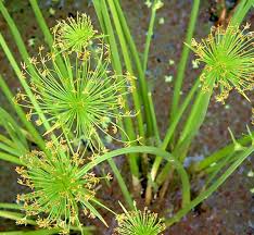 Image result for Cyperus fischerianus