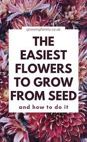 Want to grow flowers from seed, but worry it'll be difficult? Flower Gardening For Beginners 12 Easy Flowers To Grow From Seed Growing Family