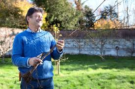 For the gardener who not only loves to produce healthy, nutritious and great tasting food but also appreciates a visually tasty garden, you can have the best of both worlds. 20 Best Trees For Small Gardens Bbc Gardeners World Magazine