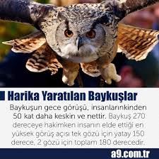 Esra Toprak Adli Kullanicinin Allah Mukemmel Yaratiyor Panosundaki Pin Gece Hayvanlar Baykus