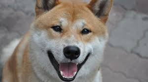 Dogecoin emerged in 2013 as a joke. Kryptowahrung Kurs Des Dogecoin Stieg 2021 Um 14 000 Prozent Golem De