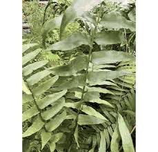 Image result for Nephrolepis biserrata