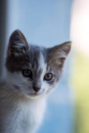 Very Cute Kittens In Pics Video Of Beautiful Cat Funny Kitty Beautiful Cats And Kittens Funn Kittens Cutest Beautiful Cats Pictures Cute Cats And Kittens