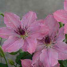 Known for their high performance, they have exceptional growing habits, and come from the top plant breeders around the world. Spring Hill Nurseries 4 In Pot Sarah Elizabeth Clematis Vine Pink Flowers Live Potted Perennial Plant 1 Pack 64166 The Home Depot Spring Hill Nursery Clematis Vine Clematis
