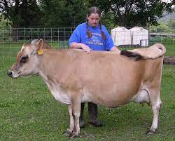 American Miniature Jersey Association Jersey Cattle Jersey Cow Farm Cow