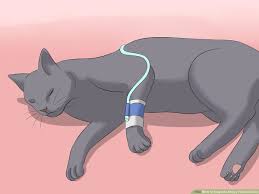 Of the cancers that do develop in the kidneys, lymphoma is the most common type to appear, followed by the symptoms of renal cancer often are shared with other urinary tract problems. How To Diagnose Kidney Failure In Cats With Pictures Wikihow