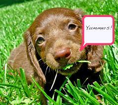 Why Dogs Eat Grass Why Dogs Eat Grass