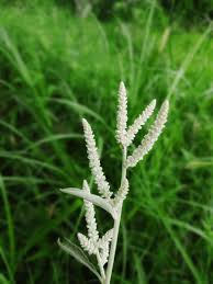 Image result for Aerva javanica