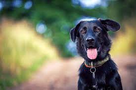 Trees That May Be Toxic To Your Pets Inexpensive Tree Care