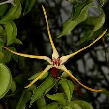 Image result for Strophanthus eminii