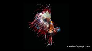 Kumpulan Wallpaper Ikan Cupang Hias Dengan Warna Cantik Dan Menarik Wallpaperikancupangkoi Wallpaperikancupanghalfmoon Wallpaperik Ikan Cupang Ikan Gambar