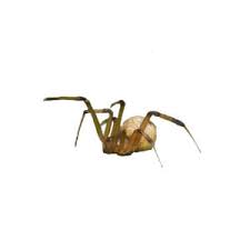 According to the government of tennessee's bulletin on venomous animals, the saddleback, puss. Spider Identification Habits Behavior Russell S Pest Control