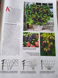 Brombeeren Pflanzen Brombeeren Pflanzen