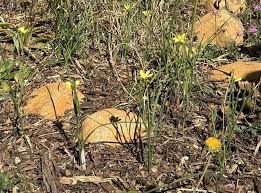 Image result for Moraea verdickii