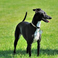 We hope this web site is helpful to you. Italian Greyhound Dog Breed Everything About Italian Greyhounds