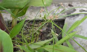 Image result for Cyperus cuspidatus