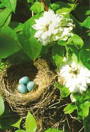 Garden Bird Birds And Their Eggs Pictures Pin By Chris Madden On In The Garden Beautiful Birds Watercolor Bird Flowers