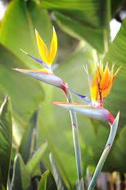Bird Of Paradise Print Flower Print Bird Of Paradise Canvas Etsy Flower Canvas Flower Prints Birds Of Paradise
